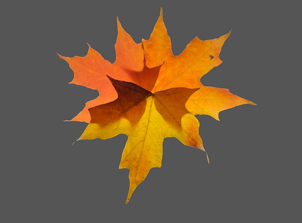 USA-Washington State Autumn colored maple leaves still-life with gray background